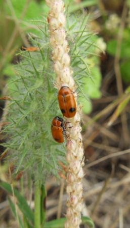 Chrysomelidae da confermare Cryptocephalus sp. (Portogallo)